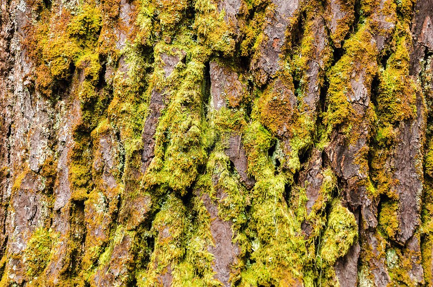 树木条纹理松树植物树干棕色风化苔藓皮肤木头森林材料图片