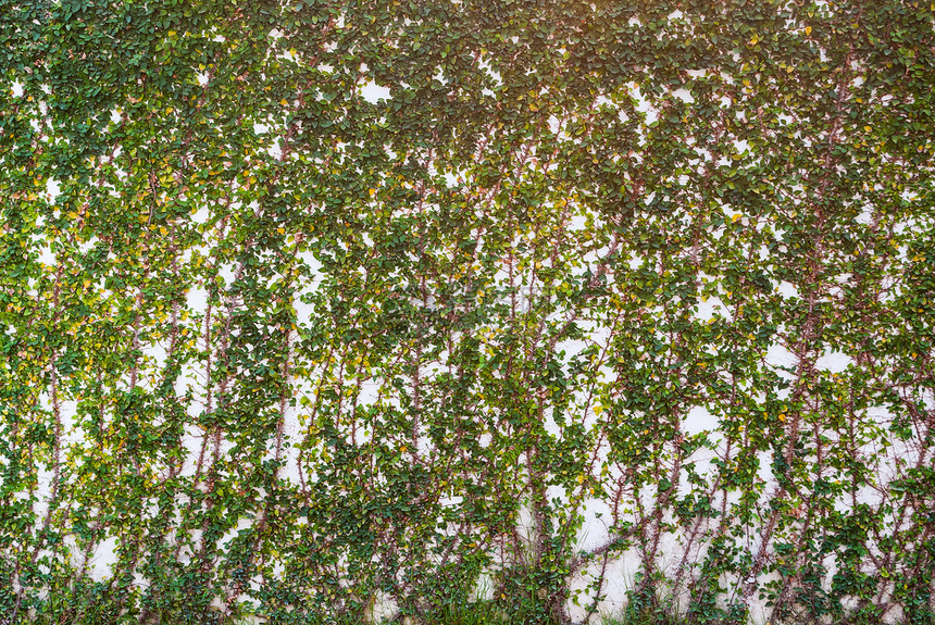 白墙纹理背景上的常春藤绿色登山者植物爬行者白色图片