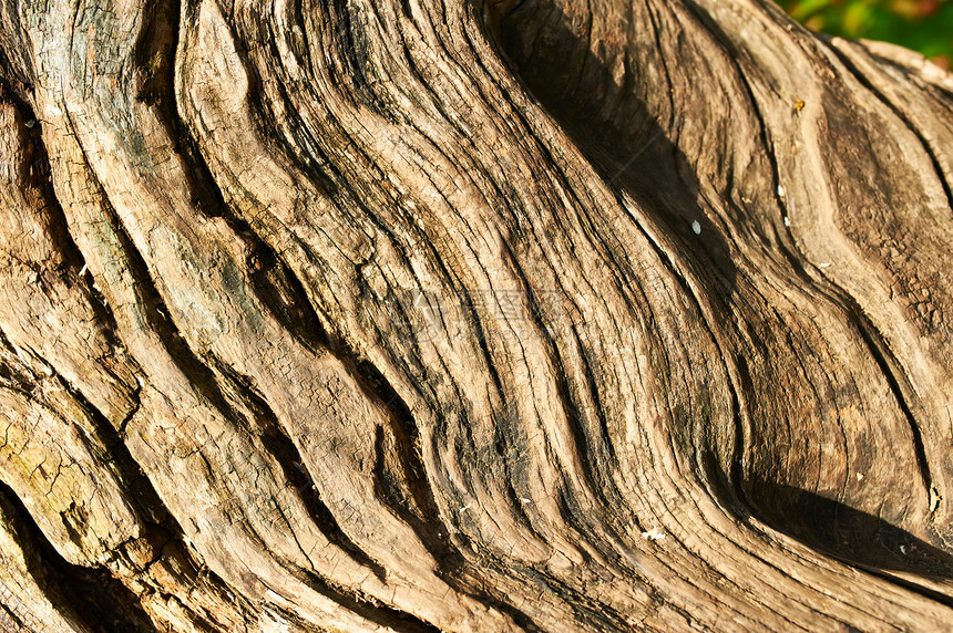旧树背景棕色树干宏观橡木木头木材材料植物图片