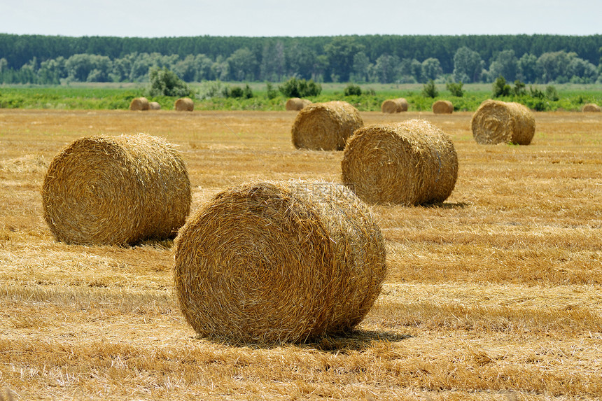 战地的黑沙堆农场干草草垛食物收成农业阳光季节大麦稻草图片
