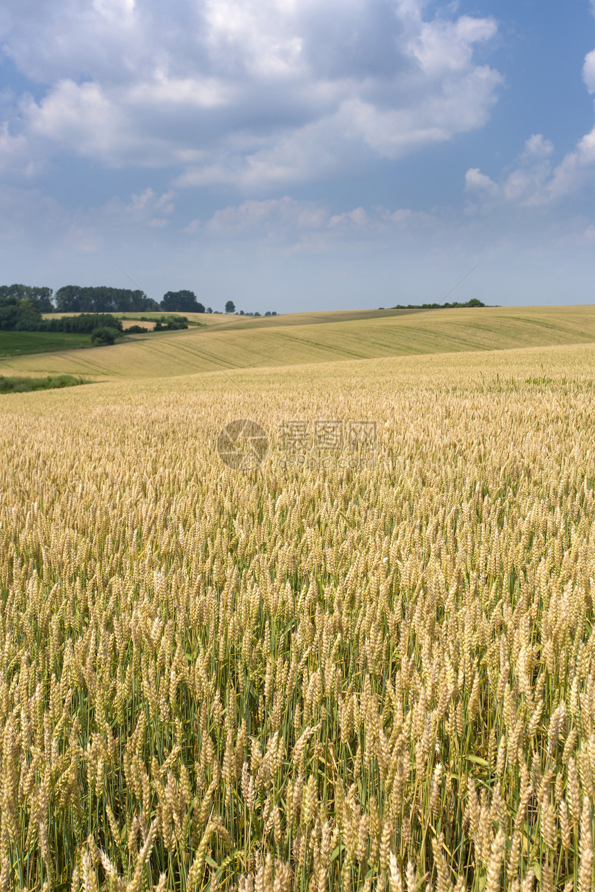 小麦田植物黄色农场大麦蓝色天气谷类太阳光天空栽培图片
