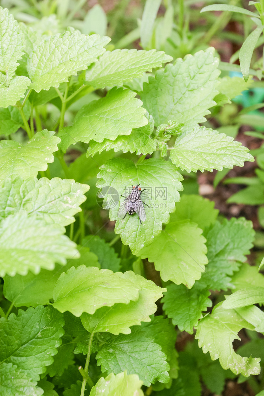 柠檬温药品植物花园香料绿色芳香草本食物医疗烹饪图片