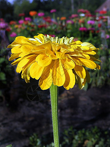 线虫辛尼亚花 美丽的花植物学花瓣花园公园橙子植物群花朵黄色圆圈绿色背景