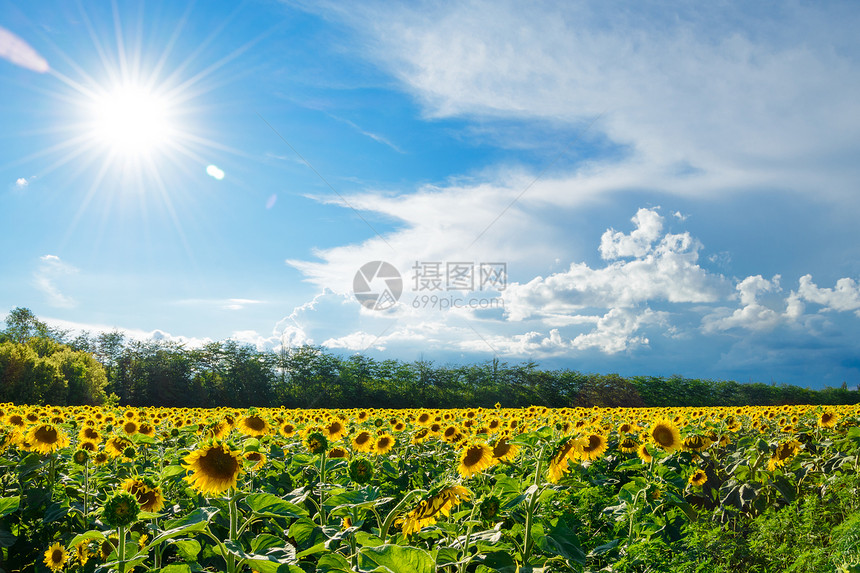 明日蓝天下金向日葵的大片地种植园太阳叶子天空橙子植物群农业射线生长种子图片