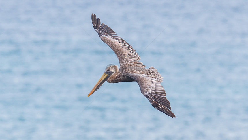白斑西雅群岛环境翅膀航班动物群热带飞行沼泽地海湾蓝色码头图片