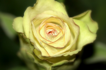 玫瑰白色背景黑色背景图片