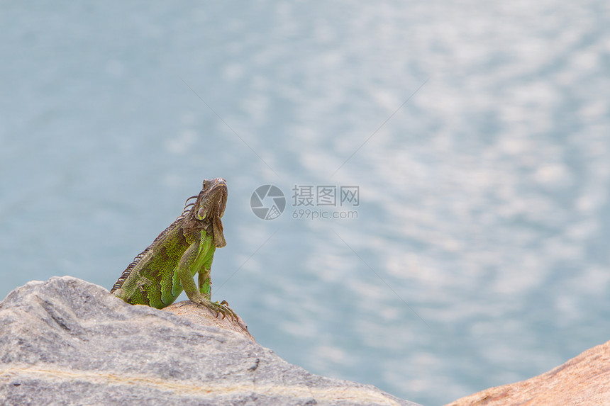 Iguana 蜥蜴坐在岩石上热带胡须生物绿色爬虫冒充鳞片状水平野生动物尖刺图片