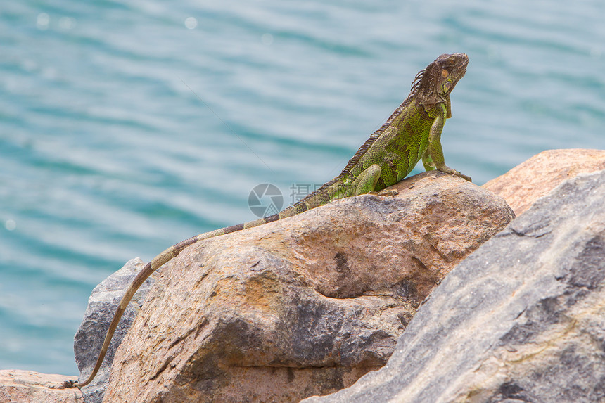 Iguana 蜥蜴坐在岩石上胡子动物蓝色情调热带异国休息野生动物生物鳞片状图片