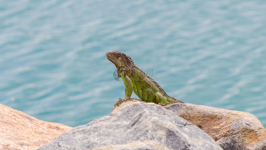 Iguana 蜥蜴坐在岩石上热带情调野生动物鬣蜥休息食草异国鳞片状冒充爬虫图片