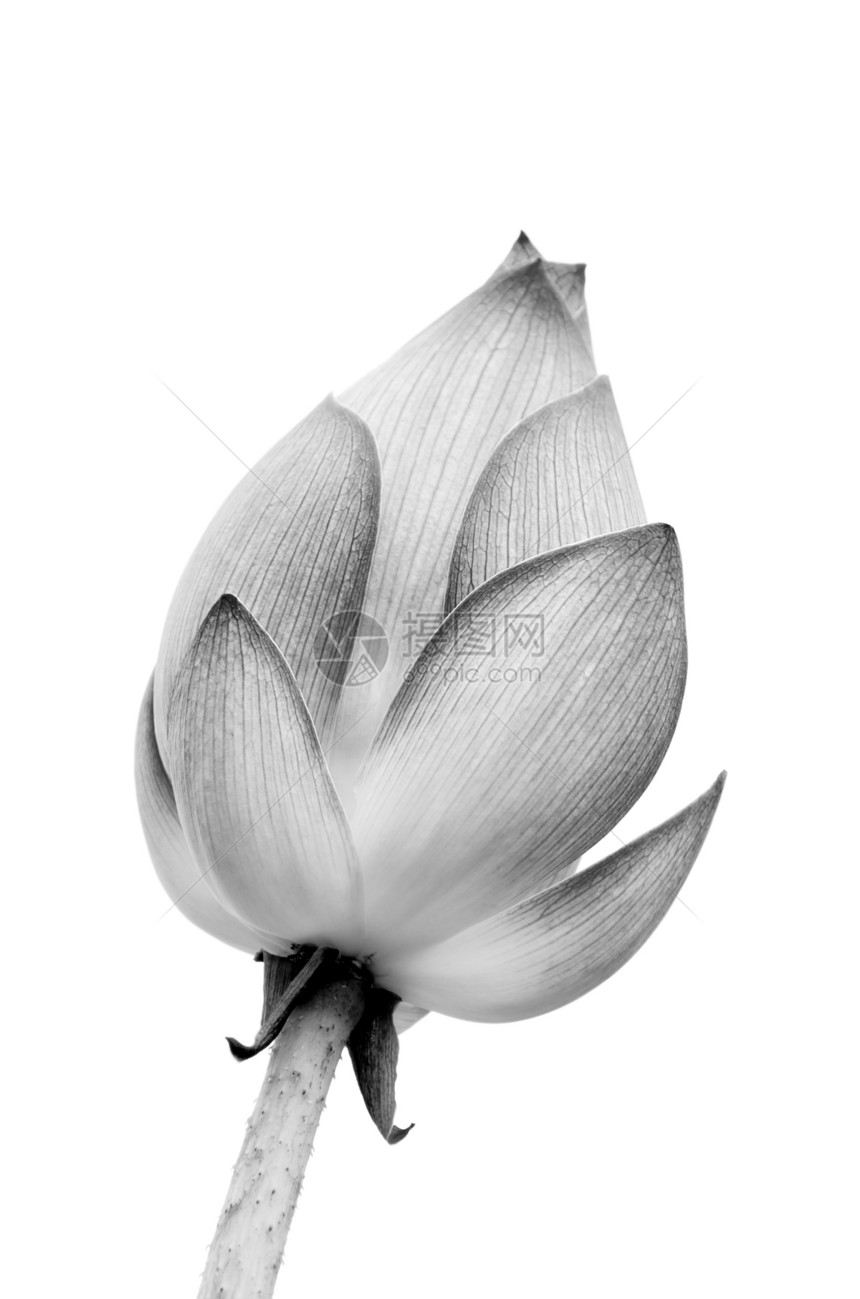 单孤立莲体美丽植物叶子热带牧歌空白花园百合植物群白色图片