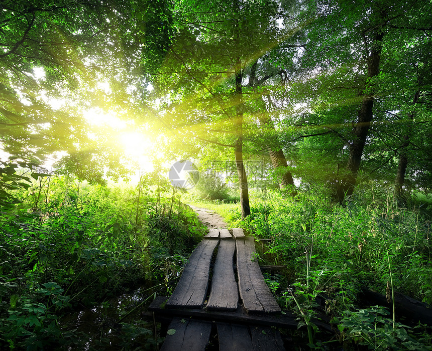 森林中的木林桥勘探阳光极乐日出公园太阳环境建筑学农村分支机构图片
