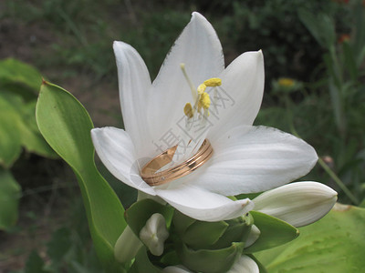 白丽花和环百合垫芽高清图片