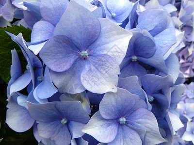 蓝羽花兰植物蓝色绣球花美丽背景图片