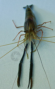 大型河虾3背景图片