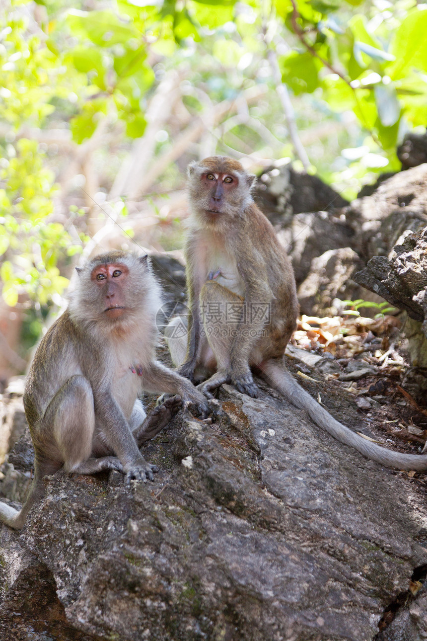 猴子的家族坐在岩石上母性动物荒野旅行动物群乐趣孩子野生动物绿色哺乳动物图片