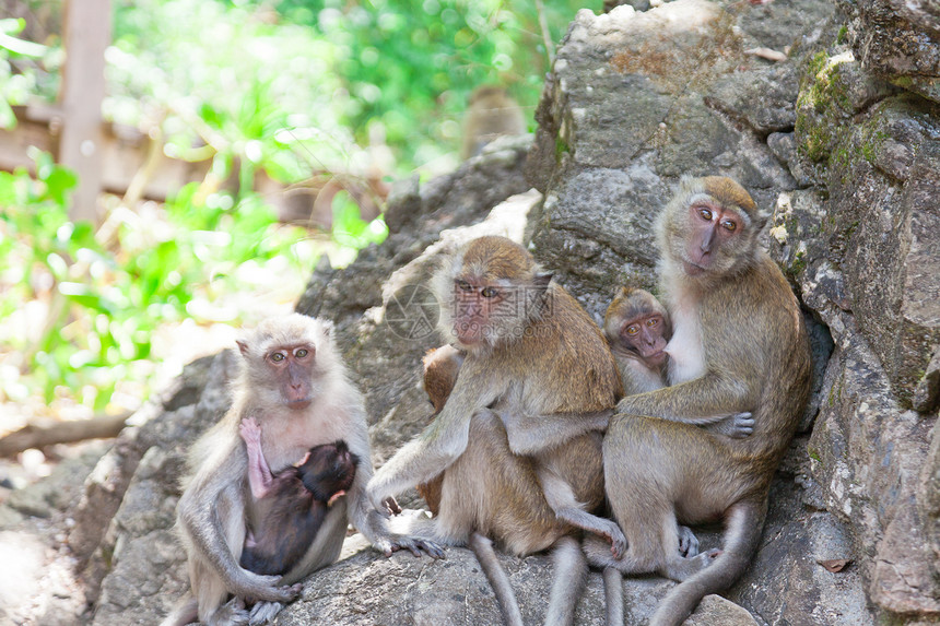 猴子的家族坐在岩石上哺乳动物绿色热带灵长类荒野旅行动物群野生动物母性家庭图片