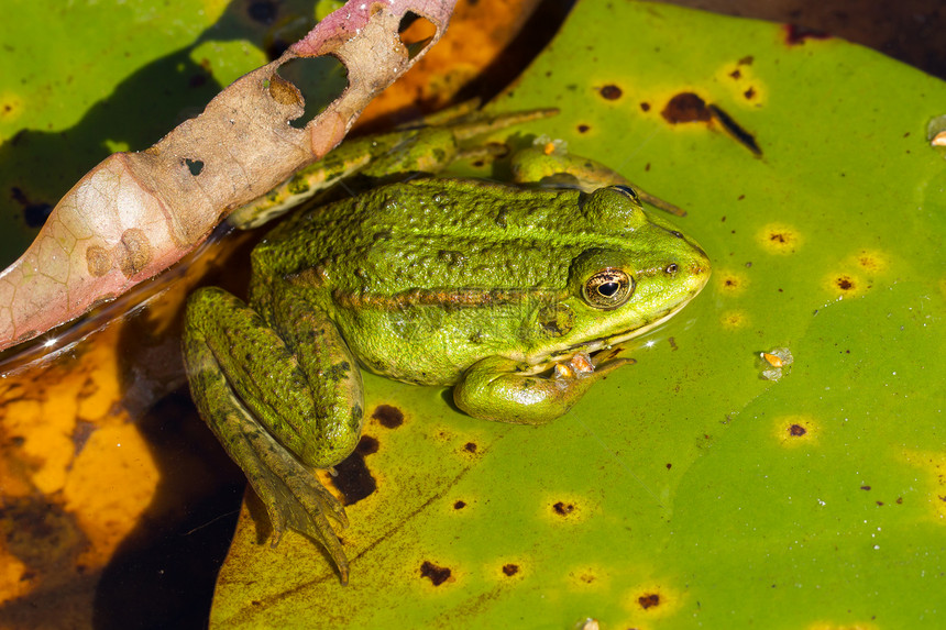 常见青蛙拉纳临时两栖动物池塘环境动物冷血栖息地野生动物绿色宏观叶子图片