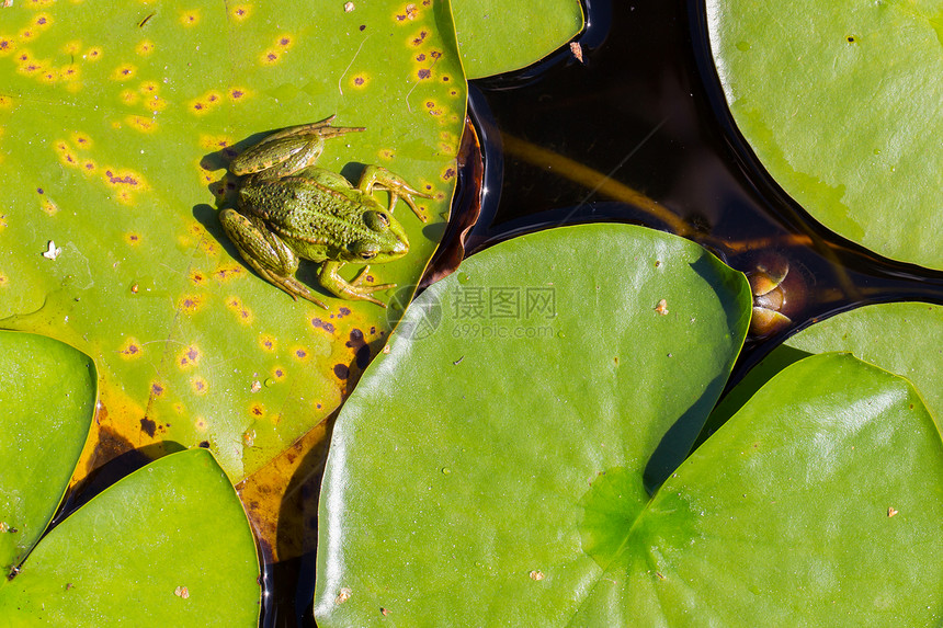 常见青蛙拉纳临时环境栖息地宏观两栖动物叶子动物池塘野生动物冷血绿色图片