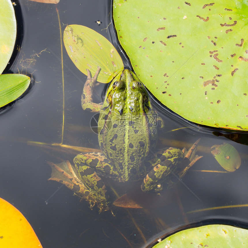常见青蛙拉纳临时池塘栖息地环境宏观绿色动物野生动物叶子两栖动物冷血图片
