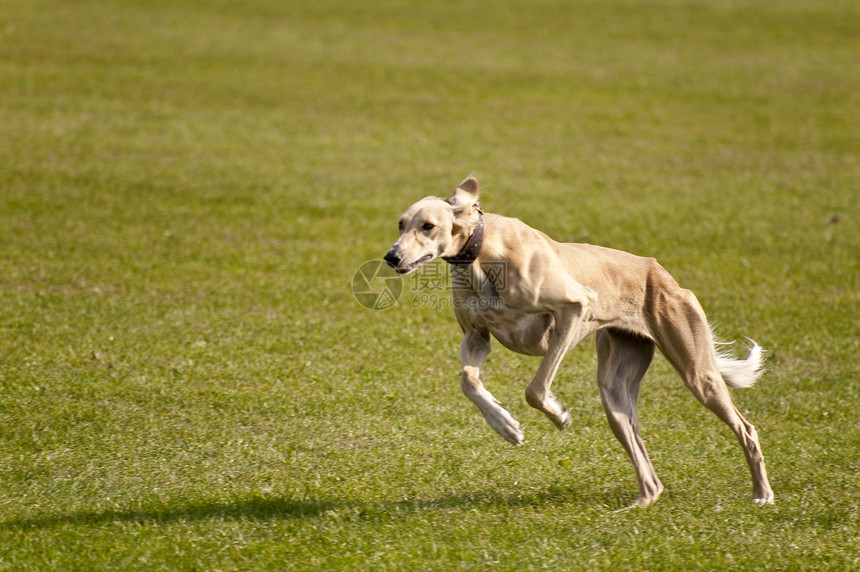 狗动物学校赛跑运动跑道比赛竞赛速度宠物会议图片