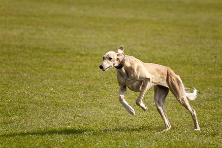 狗动物学校赛跑运动跑道比赛竞赛速度宠物会议马术比赛高清图片素材