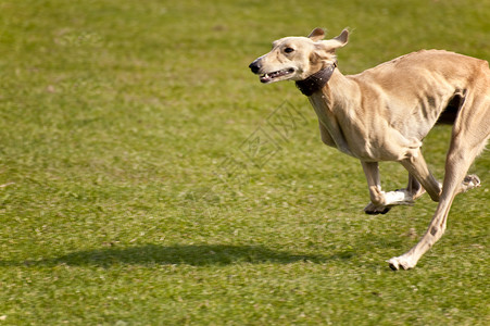 狗马术跑道宠物训练赛跑跑步舞步赛车速度比赛秀场高清图片素材