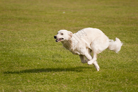 狗猎犬跑道展示学校赛车小狗跑步马术运动比赛竞赛高清图片素材
