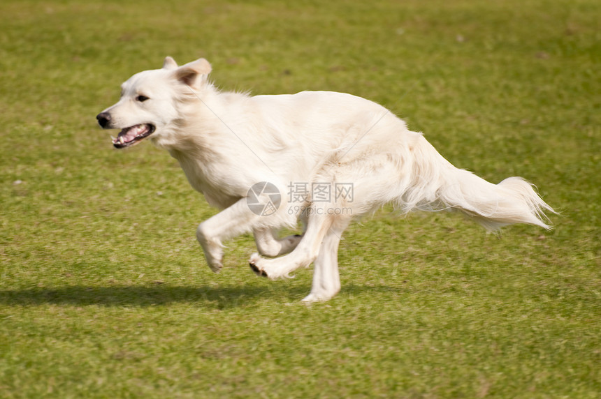 狗马术跳跃赛车学校小狗速度训练会议运动竞赛图片