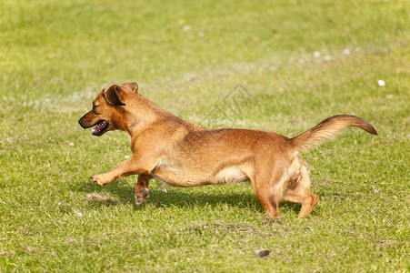 狗学校秀场竞赛动物会议比赛小狗跑步赛车鸭子背景图片