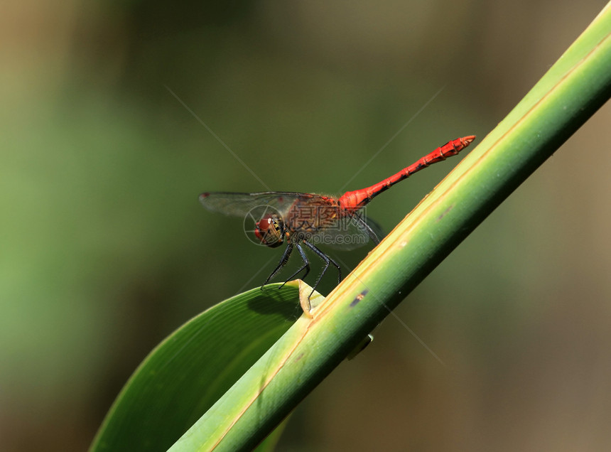 红野生动物叶子枝条漏洞荒野植物宏观蜻蜓动物俗语图片