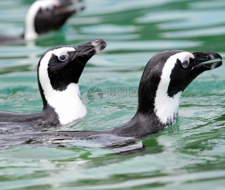 企鹅游泳海洋成人动物园俘虏冻结情调野生动物羽毛动物学乐趣图片