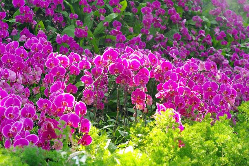 漂亮的紫色兰花和阳光热带花卉花园旅行森林场地植物学公园季节农村图片