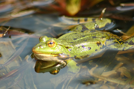 绿水青蛙青蛙池国王眼睛绿色水蛙动物背景图片