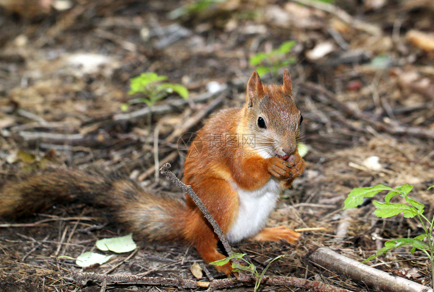 松鼠坐在地上吃一个坚果眼睛动物公园生物森林晶须栗鼠野生动物哺乳动物荒野图片