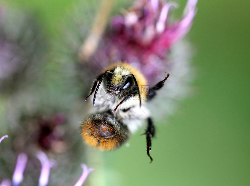 花朵上的大黄蜂收藏小蜜蜂动物眼睛工作草地昆虫花粉昆虫学青虫图片