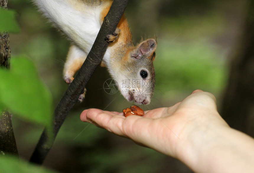 松鼠用两只手吃坚果生物森林宏观野生动物眼睛动物宠物毛皮木头冒充图片