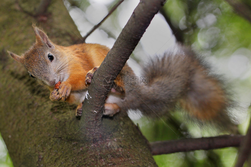 树上的松松鼠生物冒充公园栗鼠木头哺乳动物宏观眼睛晶须野生动物图片