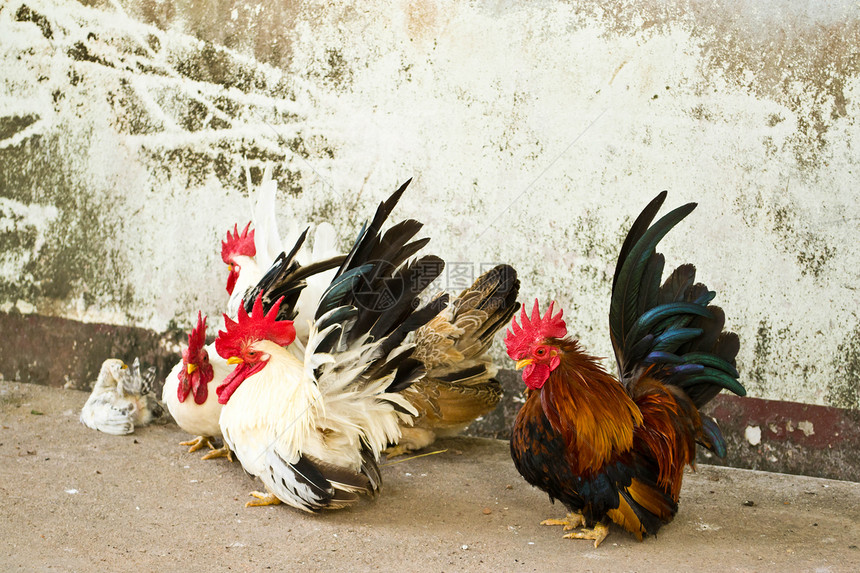 班坦荒野家禽脚鸡动物男性黑色绿色乡村野生动物家畜图片
