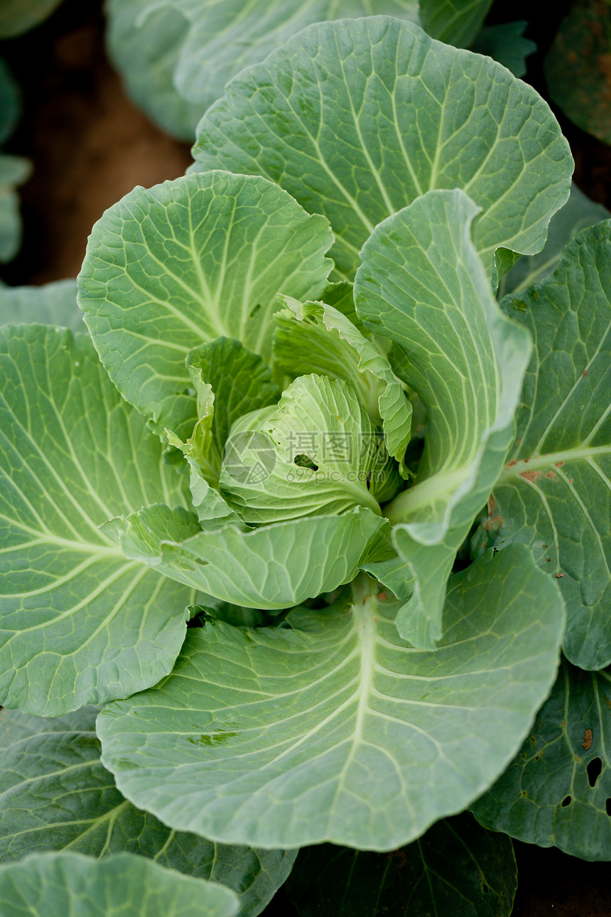 夏季户外绿菜卷心菜厂农业植物季节收成营养生长蔬菜花园农村园艺图片