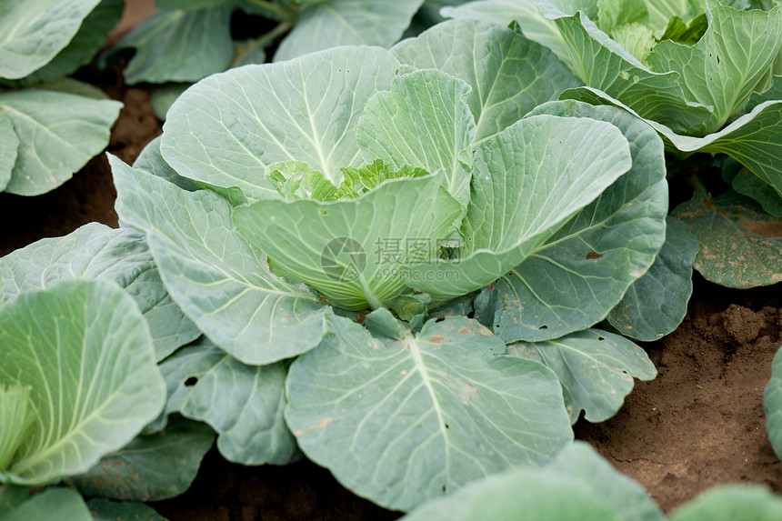 夏季户外绿菜卷心菜厂土地农田园艺生产花园农村农业食物叶子植物图片