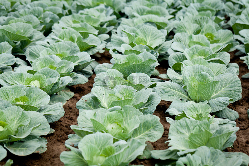 夏季户外绿菜卷心菜厂生产叶子农业园艺植物蔬菜农场土地收成农田图片