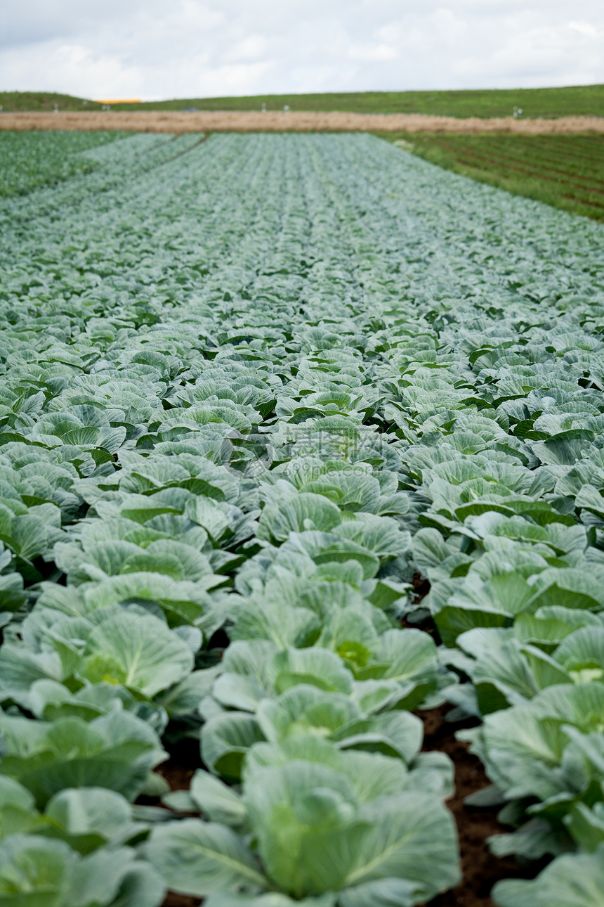 夏季户外绿菜卷心菜厂营养农村农场蔬菜花园季节食物植物农业园艺图片