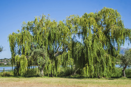 柳树 沼泽中的柳树森林风景生活生物学林业场地地球物种植物水库背景图片