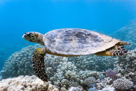 珊瑚草海龟野生动物动物树叶植物珊瑚动物群植物群背景