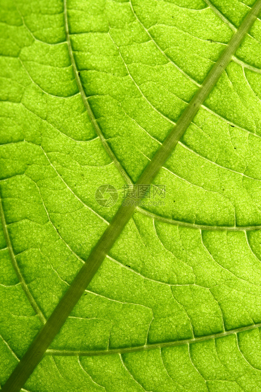 绿叶静脉阴影叶子光合作用情调网格草本植物森林植物学花园阳光图片