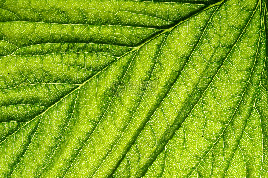 绿叶静脉草本植物花园绿色网格阴影生活植物叶子光合作用异国图片