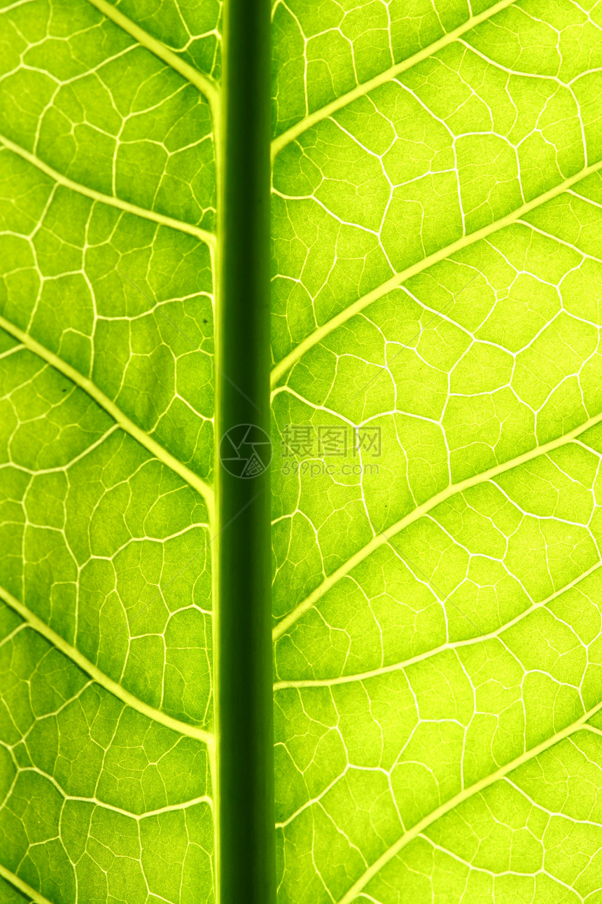 绿叶静脉宏观网格绿色叶子草本植物植物植物学情调森林花园图片