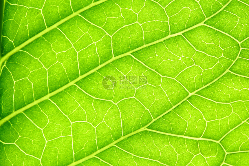 绿叶静脉宏观叶子植物学生活情调阳光桦木光合作用床单网格图片