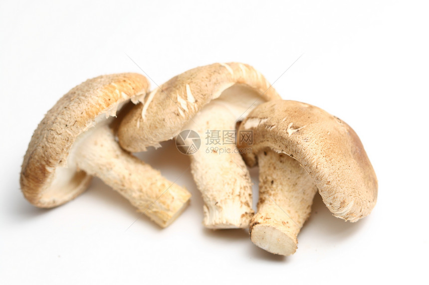 蘑菇愈合异国白色美食情调培育食物生产棕色烹饪图片