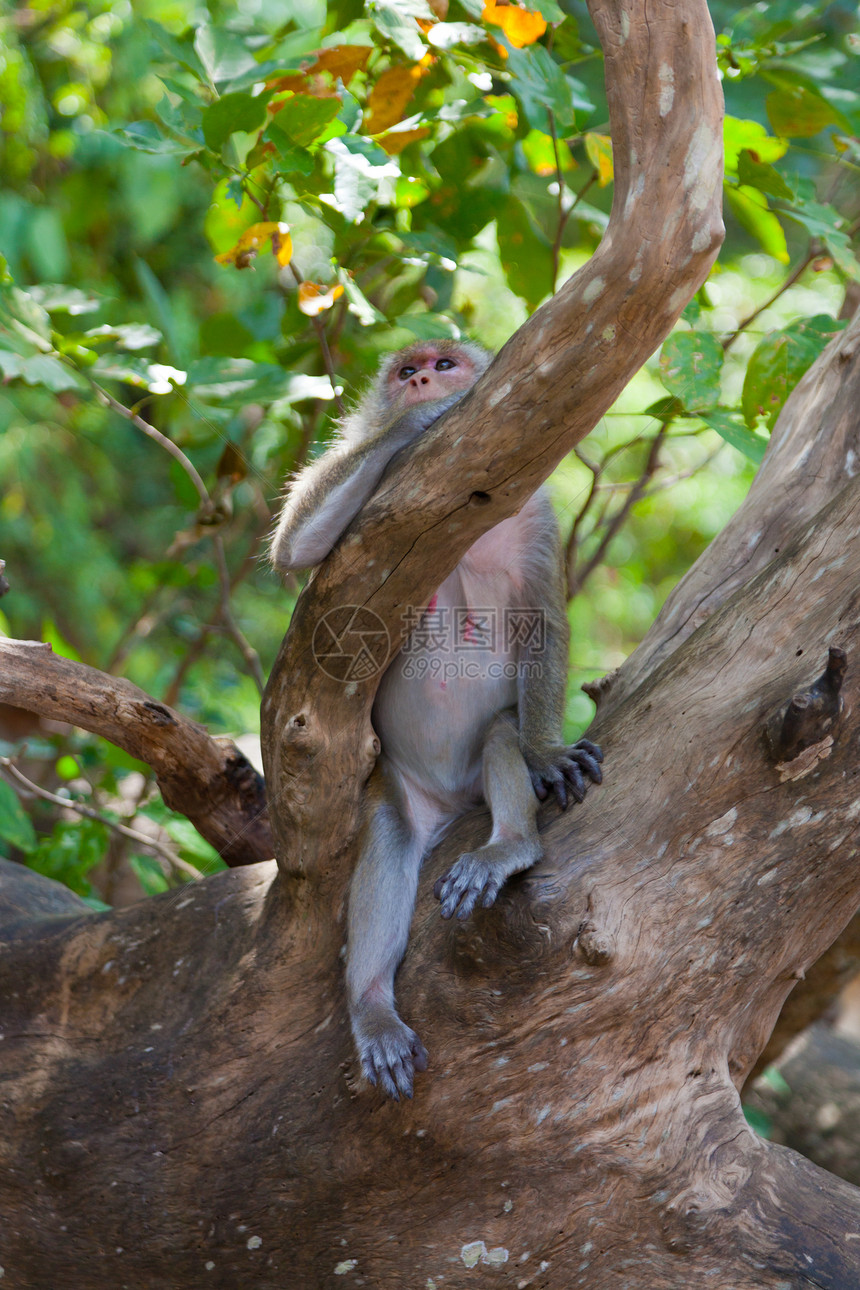 野猴子坐在树上对着叶子图片